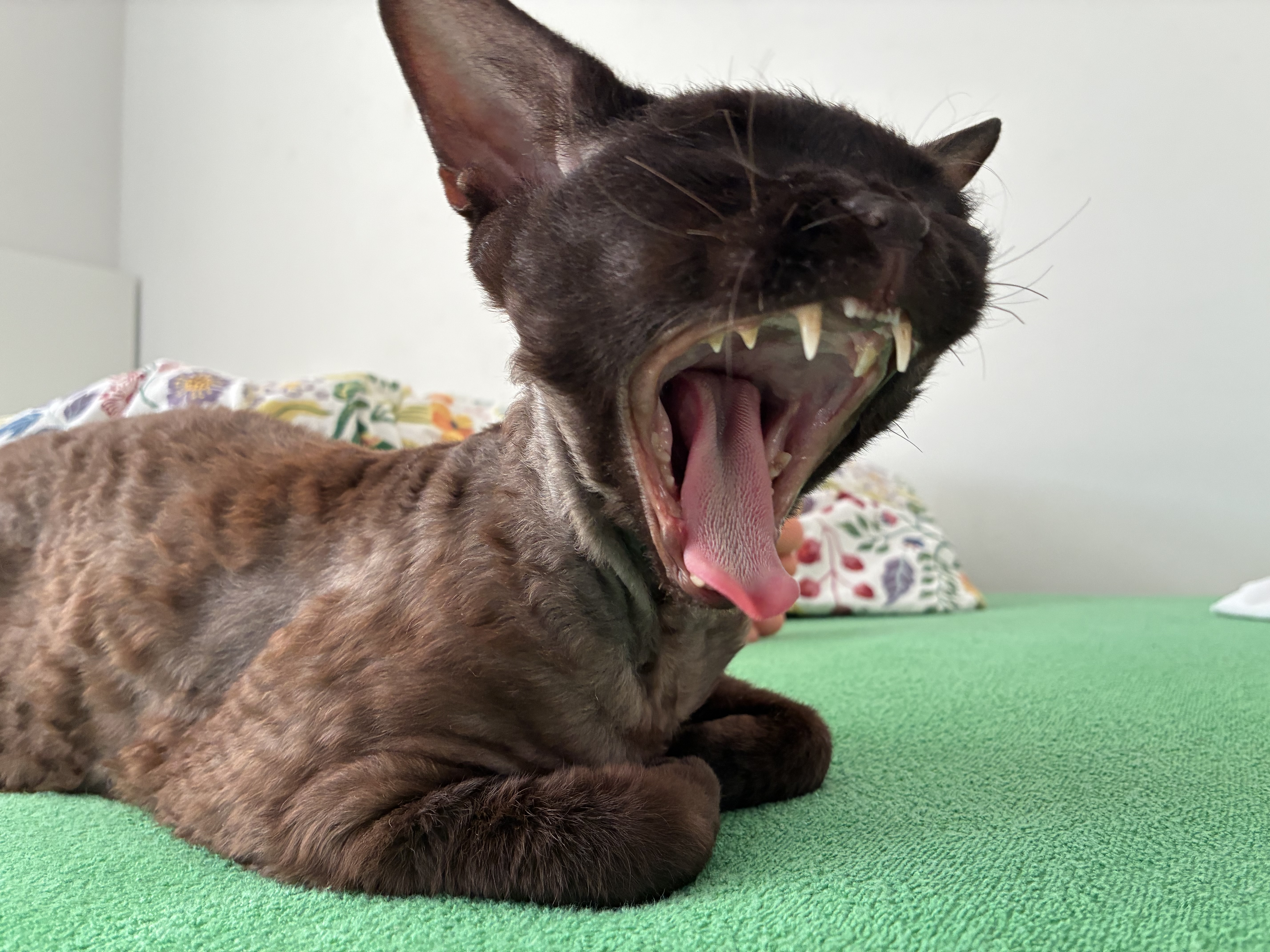 Ziewasz na wizycie? Dziękuję za komplement