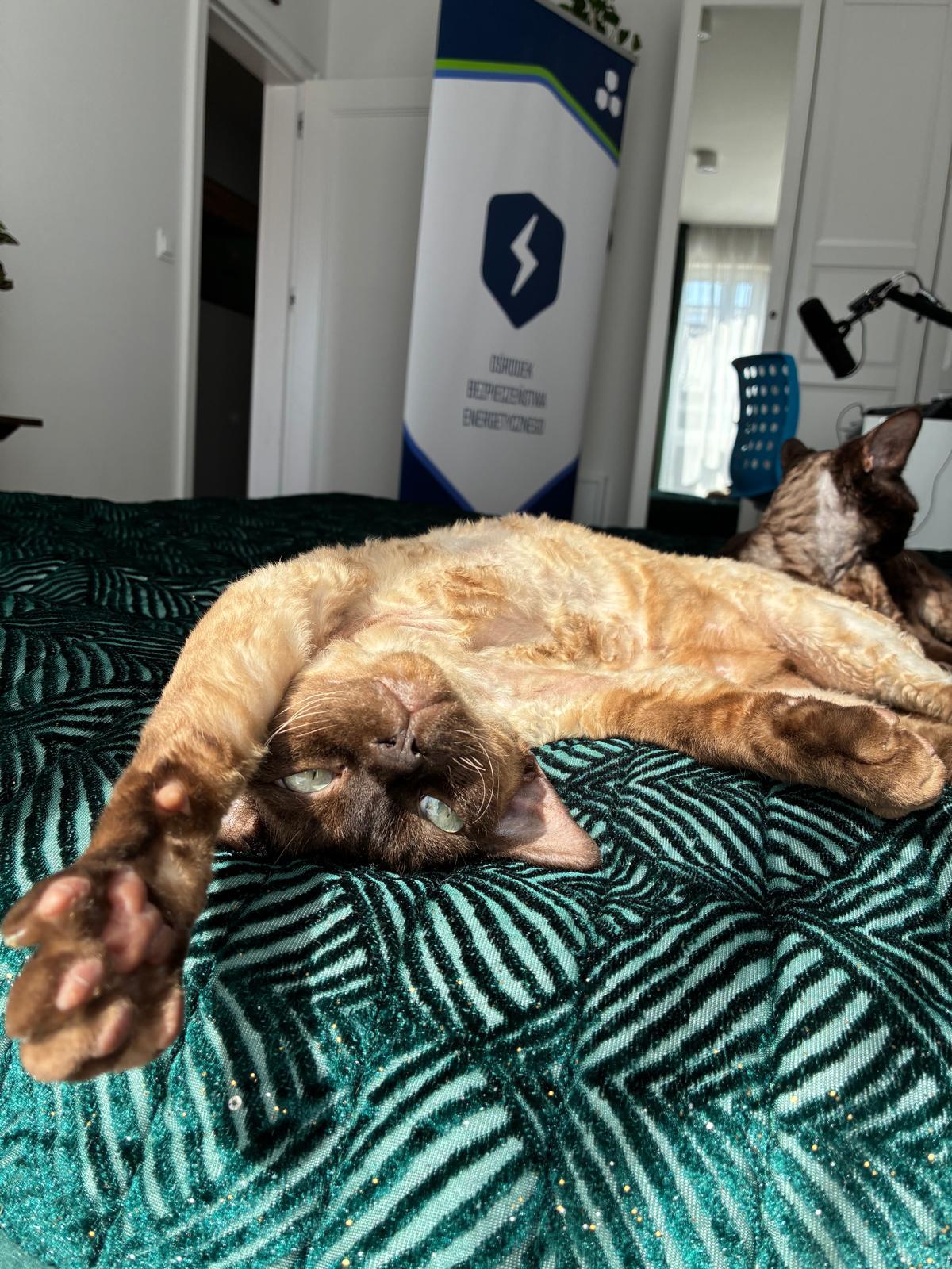 Dlaczego ćwiczenia z rotacją tułowia wspierają zdrowie dna miednicy?